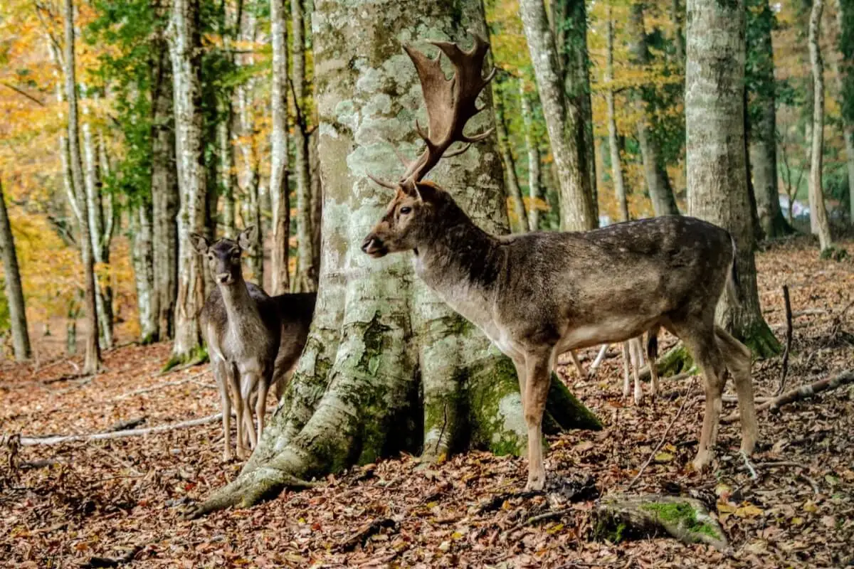 La Foresta Umbra del Gargano con i suoi faggi secolari